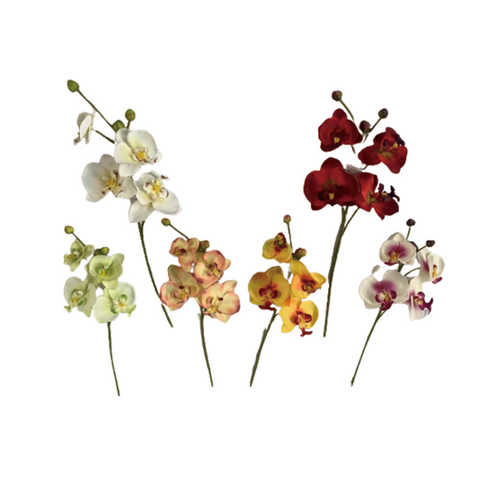 TIANMEIHUAYI #05508/A Single 4-head Phalaenopsis Orchid