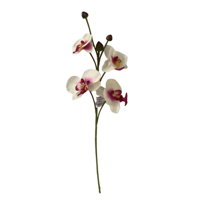 TIANMEIHUAYI #05508/A Single 4-head Phalaenopsis Orchid