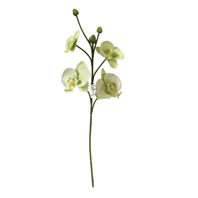 TIANMEIHUAYI #05508/A Single 4-head Phalaenopsis Orchid