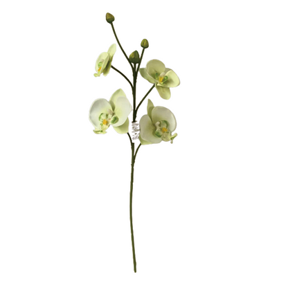 TIANMEIHUAYI #05508/A Single 4-head Phalaenopsis Orchid