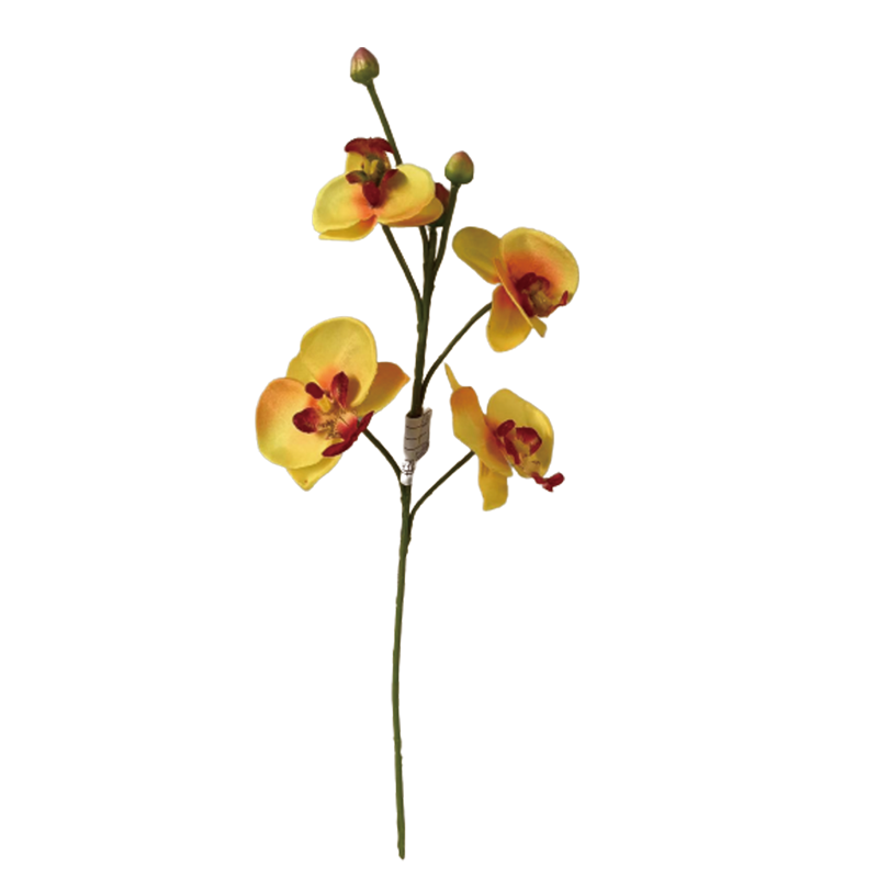 TIANMEIHUAYI #05508/A Single 4-head Phalaenopsis Orchid