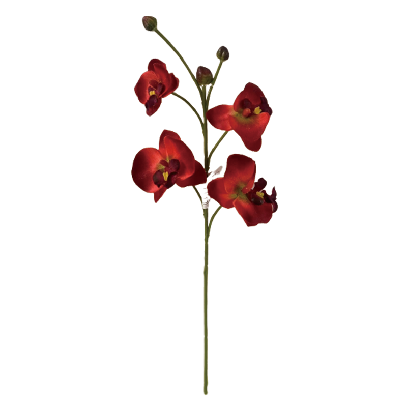 TIANMEIHUAYI #05508/A Single 4-head Phalaenopsis Orchid